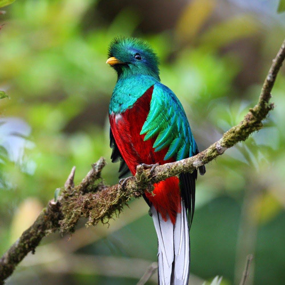 Quetzal Burung Keramat Suku Indian